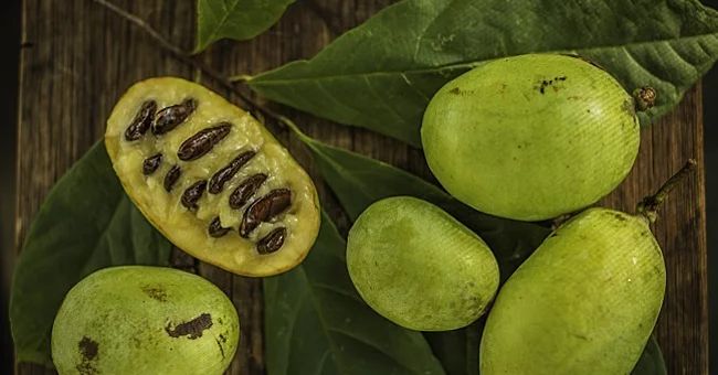 Indian Banan Pawpaw Asimina Triloba Termesztese Gondozasa Kertblog Hu